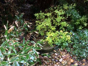 mature-water-feature