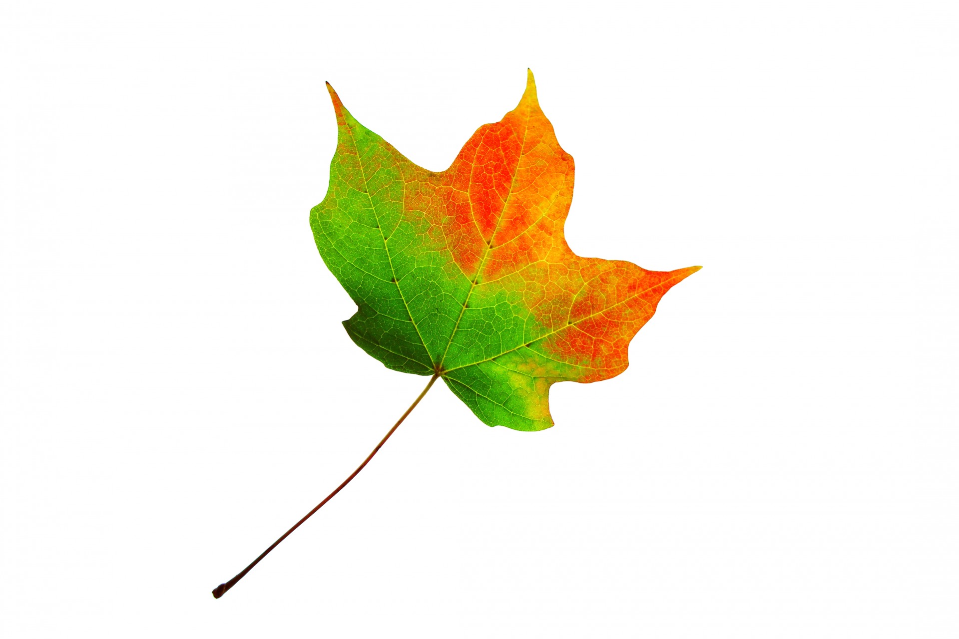 leaf-changing-color | Alan Browne Landscaping